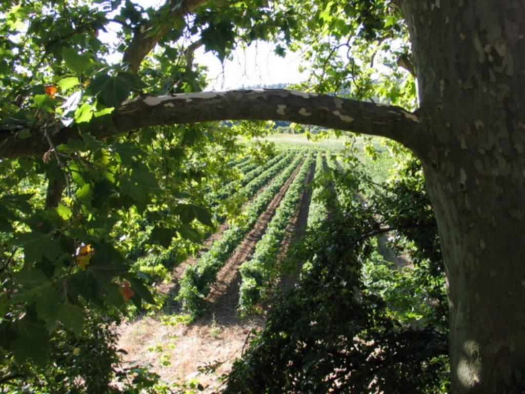 Domaine Saint Dominique Hotel Seillons-Source-d'Argens Exterior foto